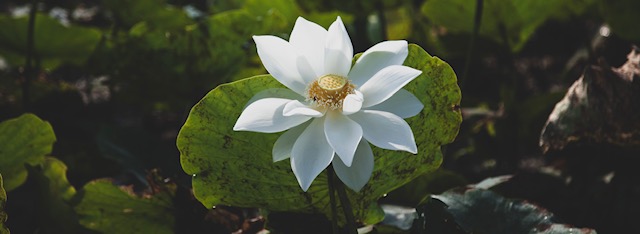 lotus