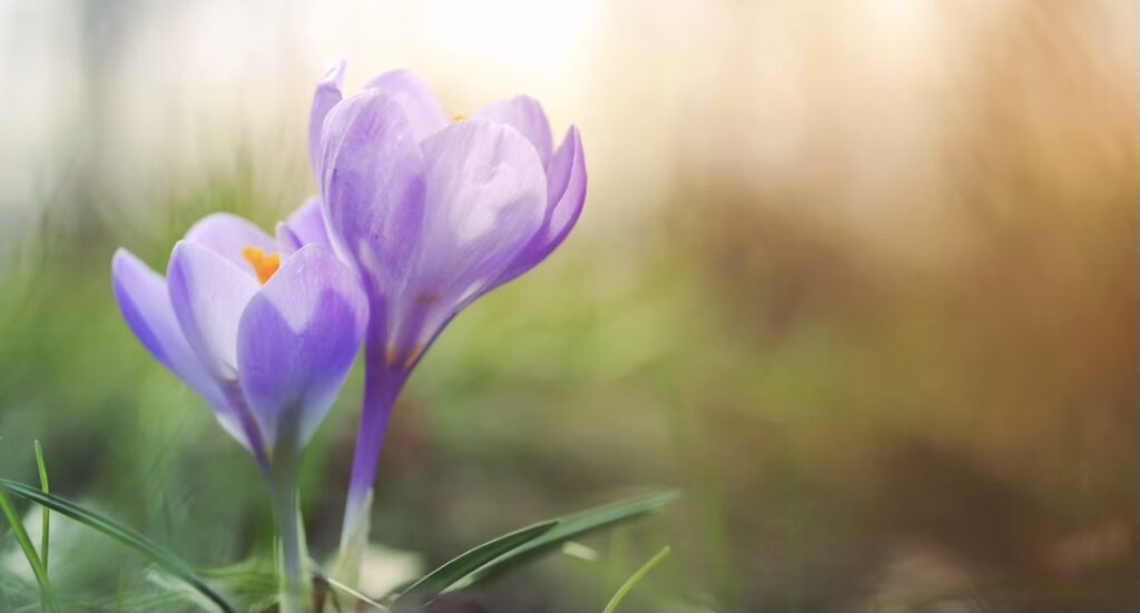 Frühling: Weisheiten der TCM