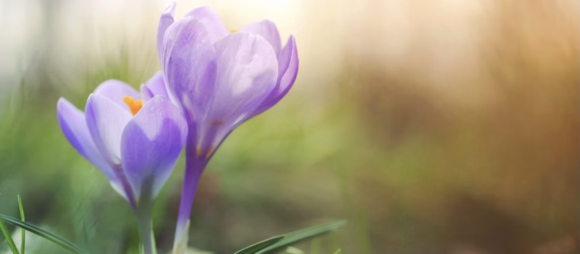 Frühling: Weisheiten der TCM