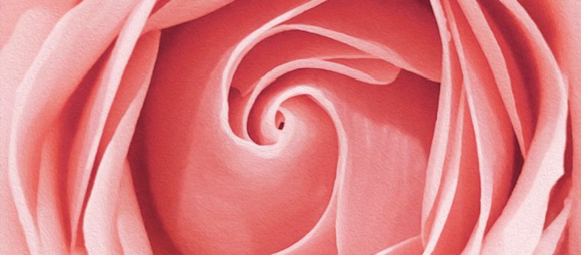 Rosenblüte